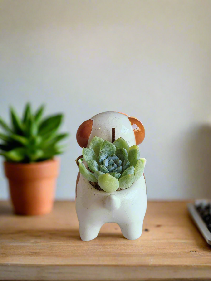 Succulent Puppy Jack Russell Terrier Pot - Echeveria Ice Green