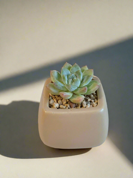 Succulent Serene Square Khaki – Echeveria Agavoides