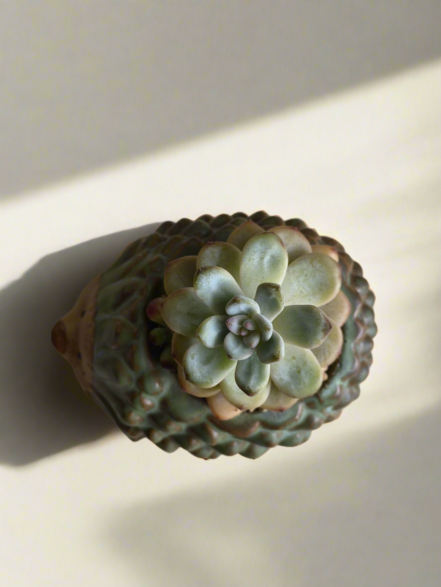 Succulent Hedgehog Pot - Pachyphytum