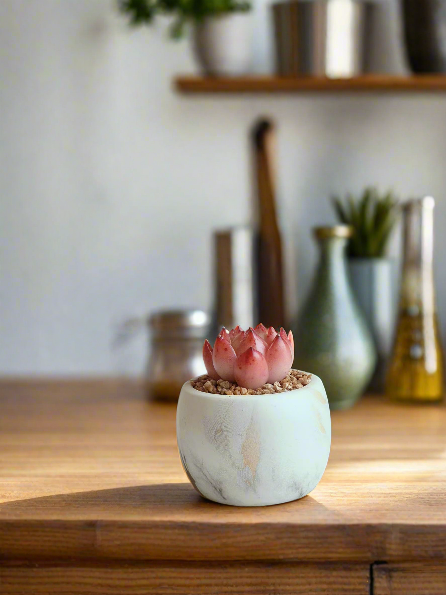Succulent Mini Round Gold Pot – Echeveria Agavoides 'Romeo' - SlowBloomGreens