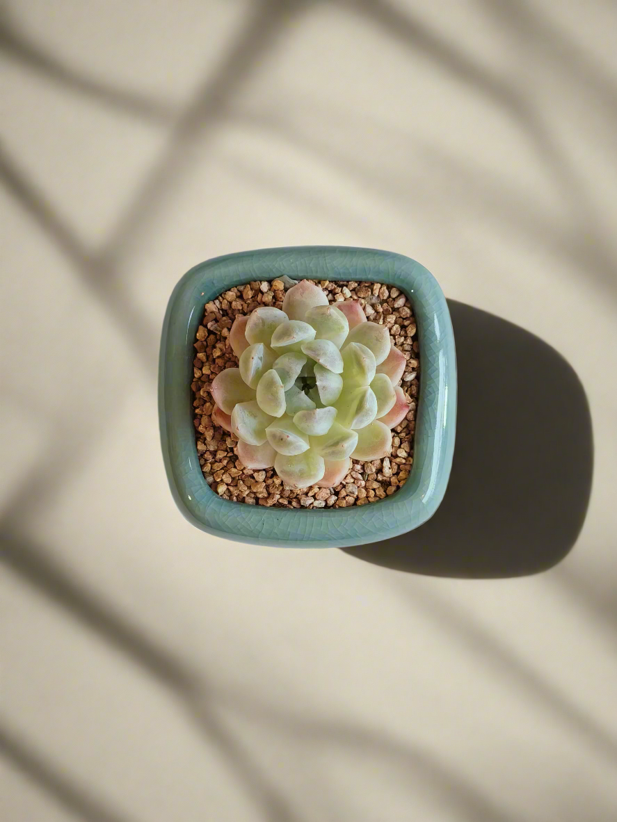 Succulent Zen Square Turquoise Pot – Echeveria Elegans