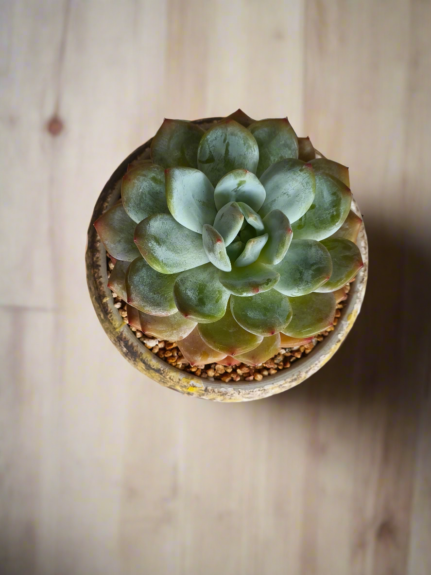 Succulent Moonlit Bloom Pot – Desert Gold with Echeveria Orange Monroe