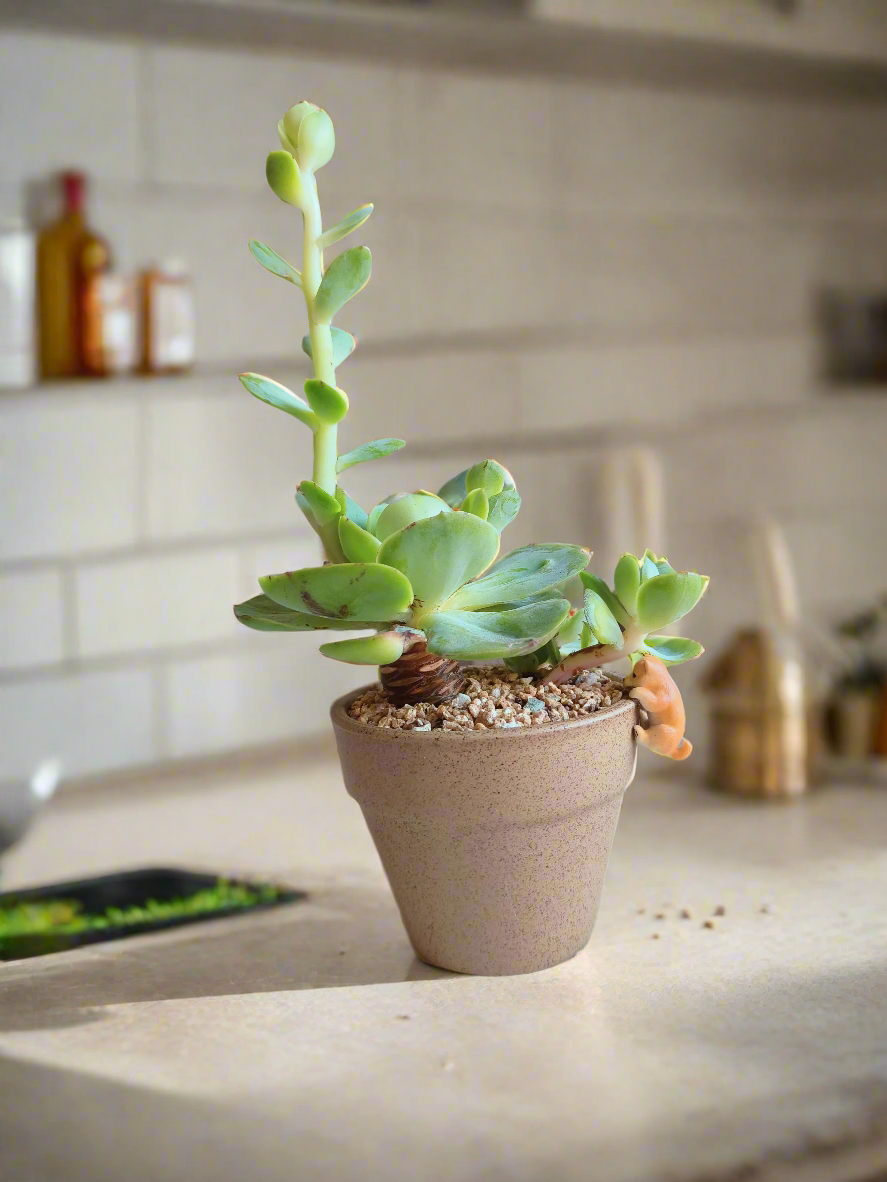 Succulent Speckled Terracotta Pot – Echeveria Peach Pride displayed beautifully.