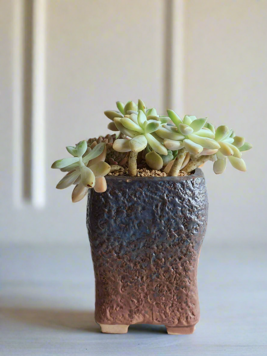 Succulent Rustic Floral Embossed Pot – Graptoselum Bronze, Fanfare 'Lovely Rose,' and Sedeveria Hummelii