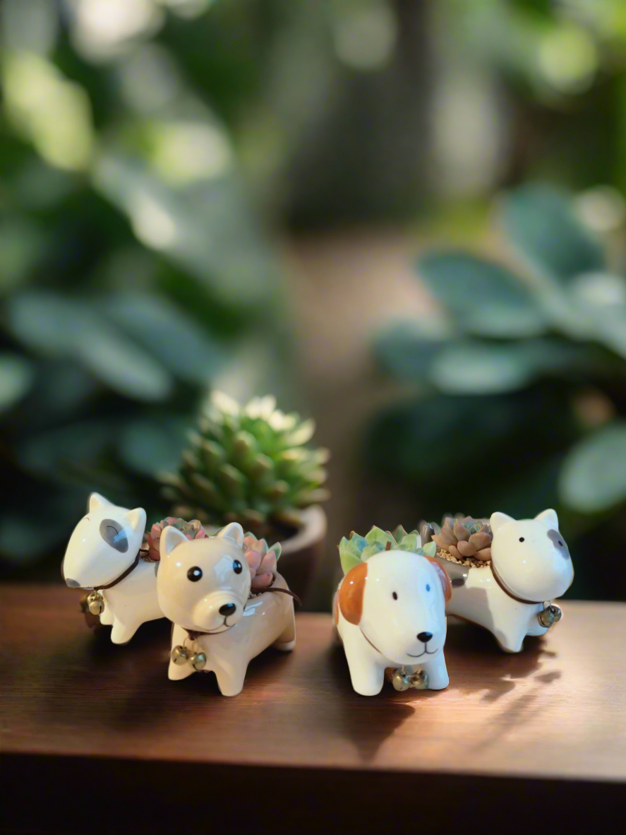 Succulent Puppy Bull Terrier - Echeveria Suryeon - SlowBloomGreens