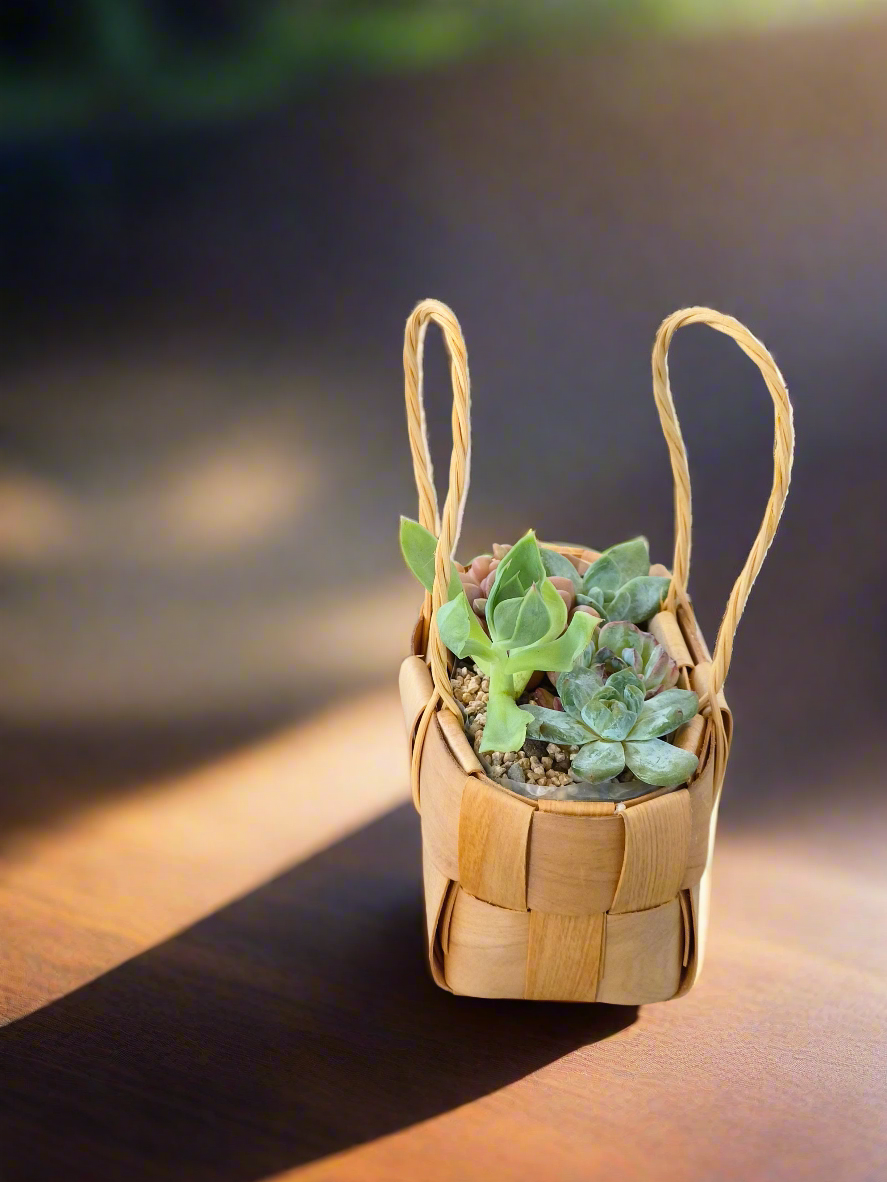 Succulent Basket Bliss - Handcrafted Succulents