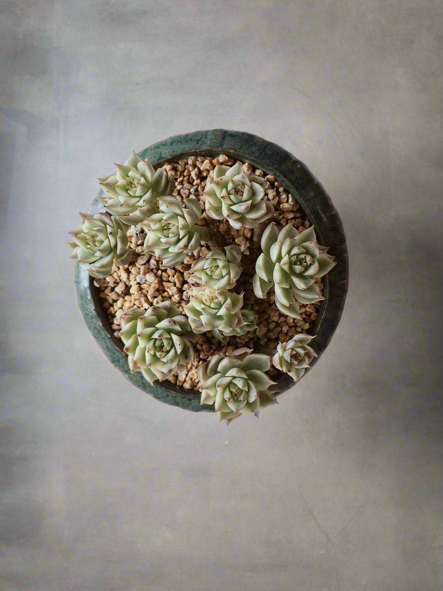 Succulent Rustica Ceramic Pot – Echeveria Halbingeri