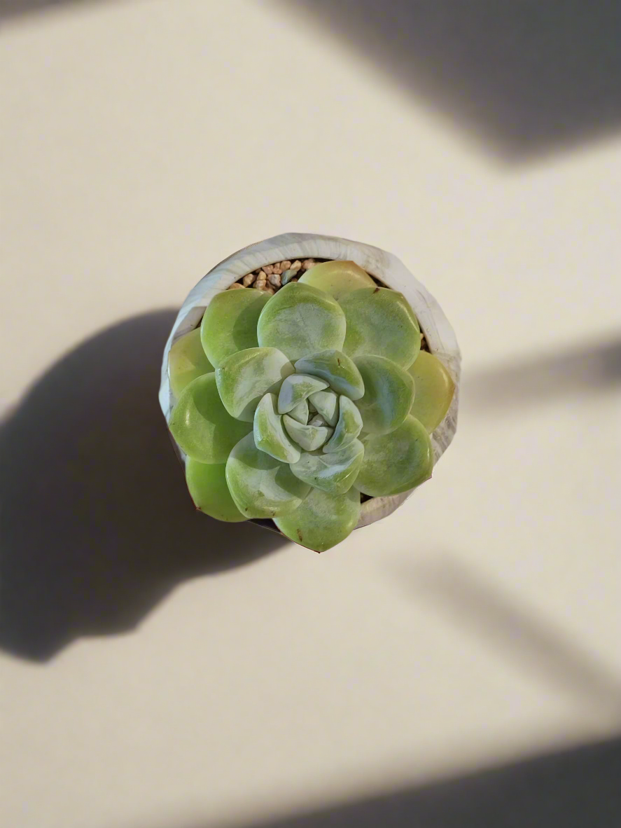 Succulent Classic Marble Green Pot – Echeveria Ice Green - SlowBloomGreens