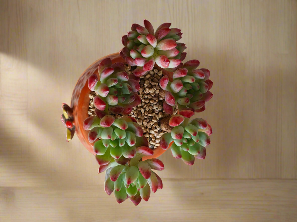 Succulent Enchanted Garden Dragonfly Planter – Sedeveria 'Blue Elf'