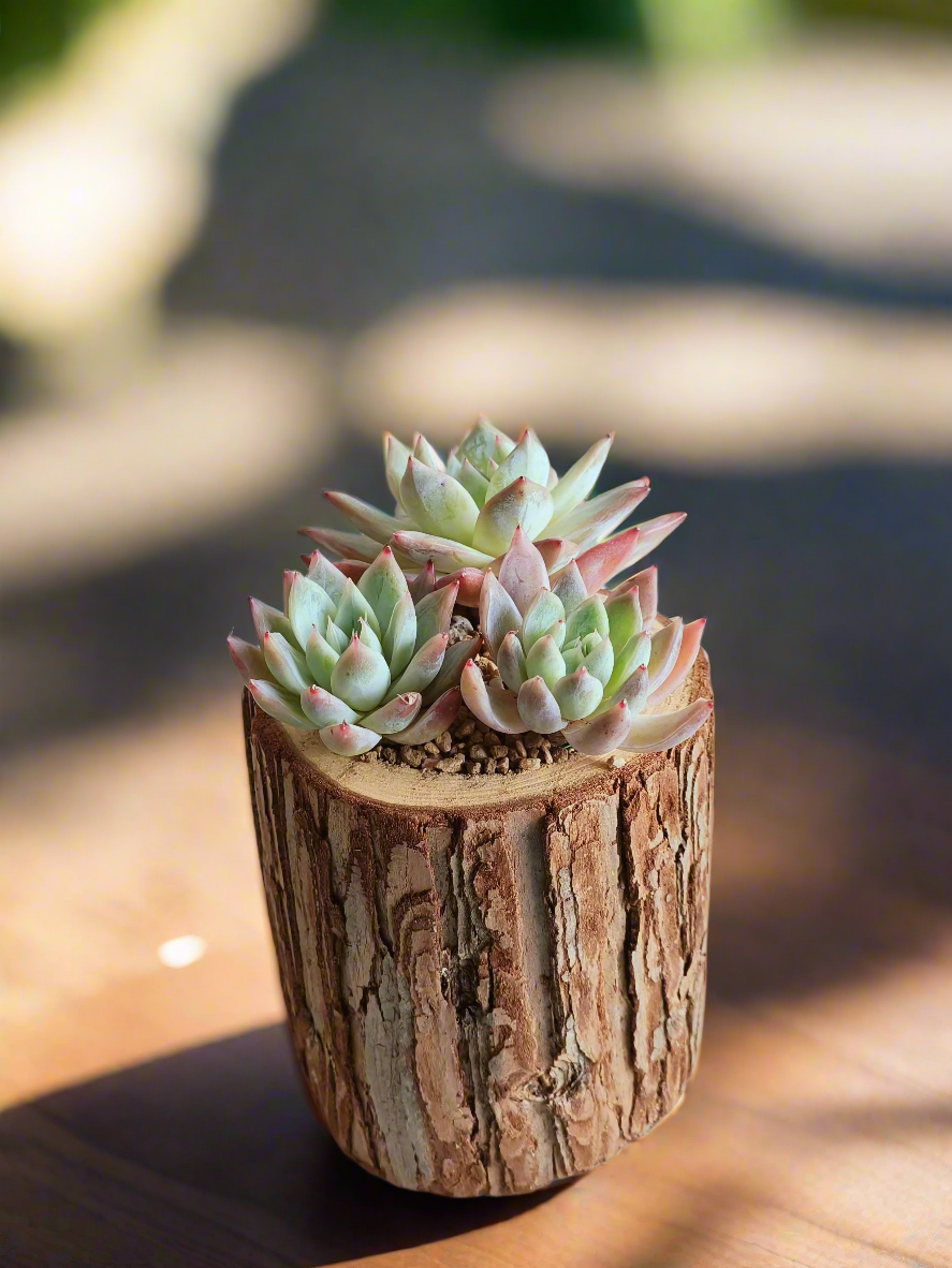 Succulent Natural Wood Pot - Echeveria Laui with 2 Echevaria'Blue Bird'