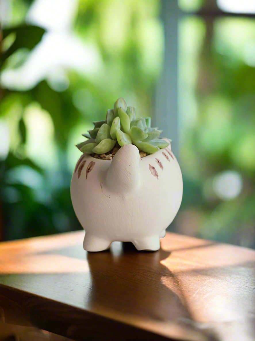 Succulent Cat Pot - Double-headed Echeveria Cat's Claw