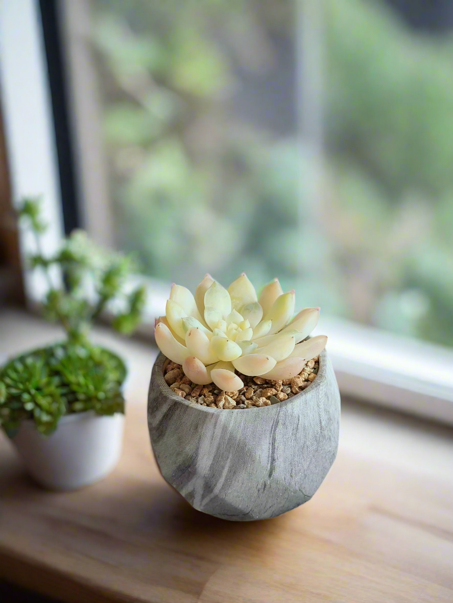 Serene decor featuring Succulent Harmony Grey Pot – Echeveria Elegans in Marble Pot.