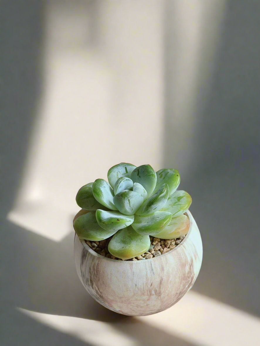 Elegant design of Echeveria Ice Green in round brown pot