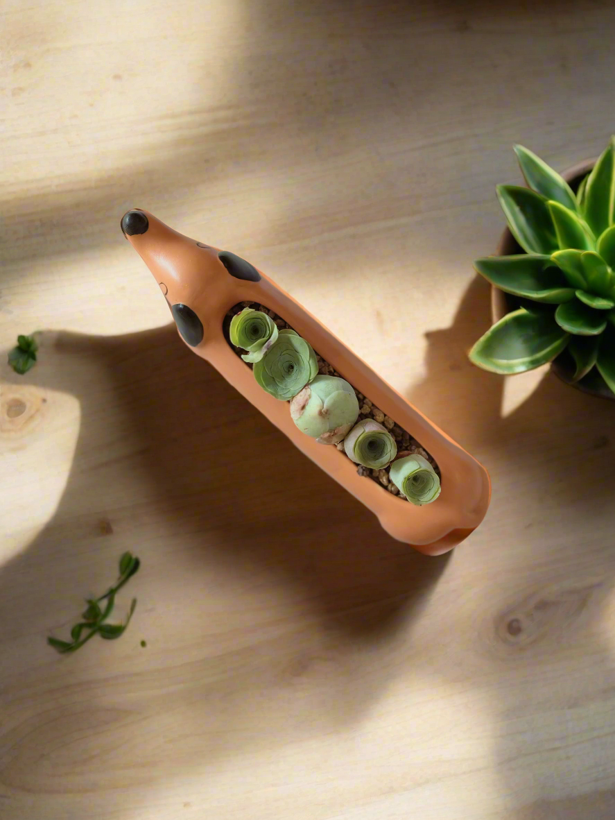 Succulent Daunchund - 5 Mountain Roses 'Greenovia' - SlowBloomGreens