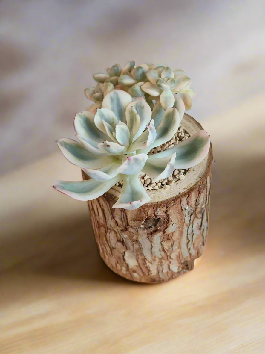Succulent Natural Wood Pot - Graptoveria 'Titubans' & Echeveria Lenore Dean - SlowBloomGreens