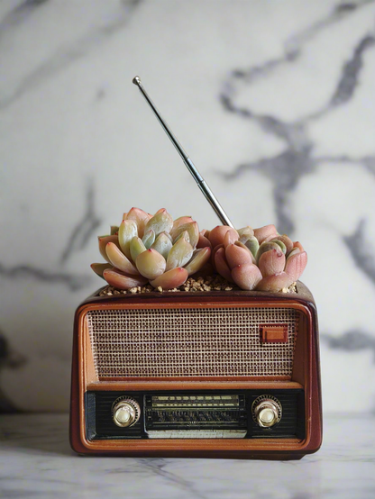 Succulent Retro Radio – Echeveria 'Pink Ariel Crest' & Echeveria Hybrid
 🎵📻🌿