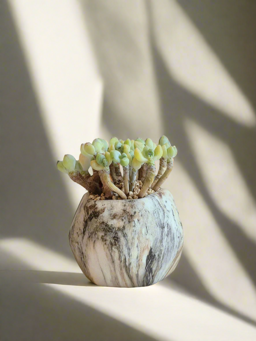 Succulent Mini Octagon Brown - Sedum Treleasei 'Stonecrop' - SlowBloomGreens