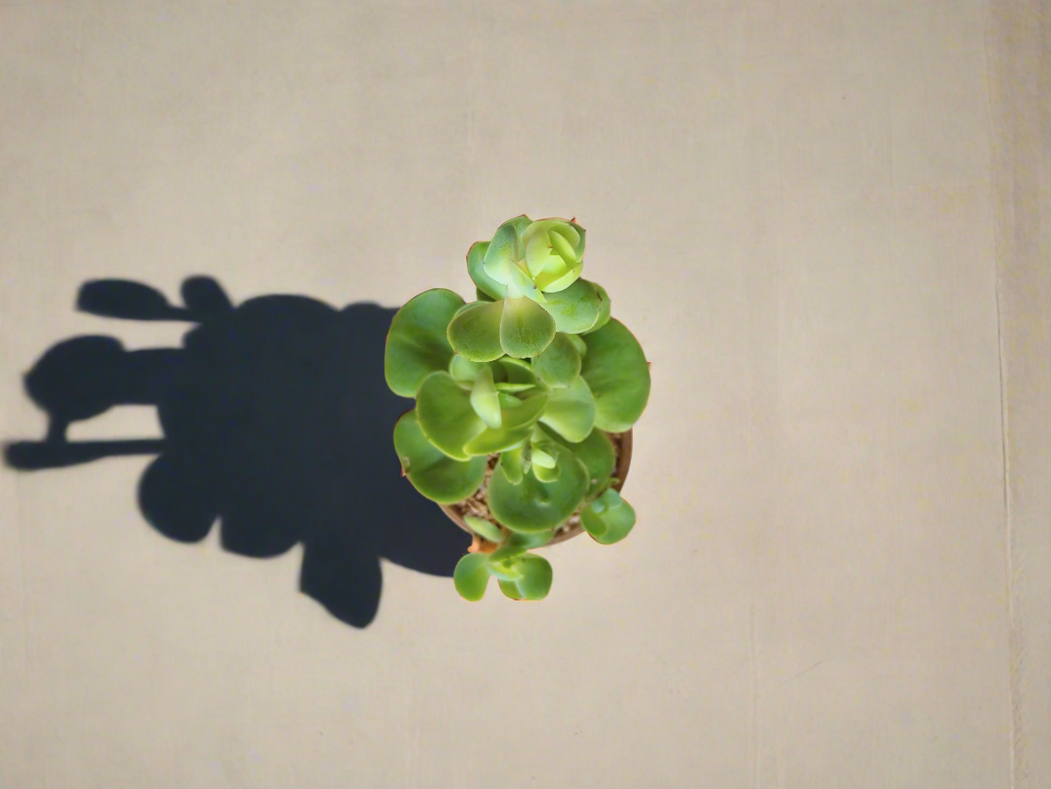 Top view of the Succulent Speckled Terracotta Pot with Echeveria Peach Pride.