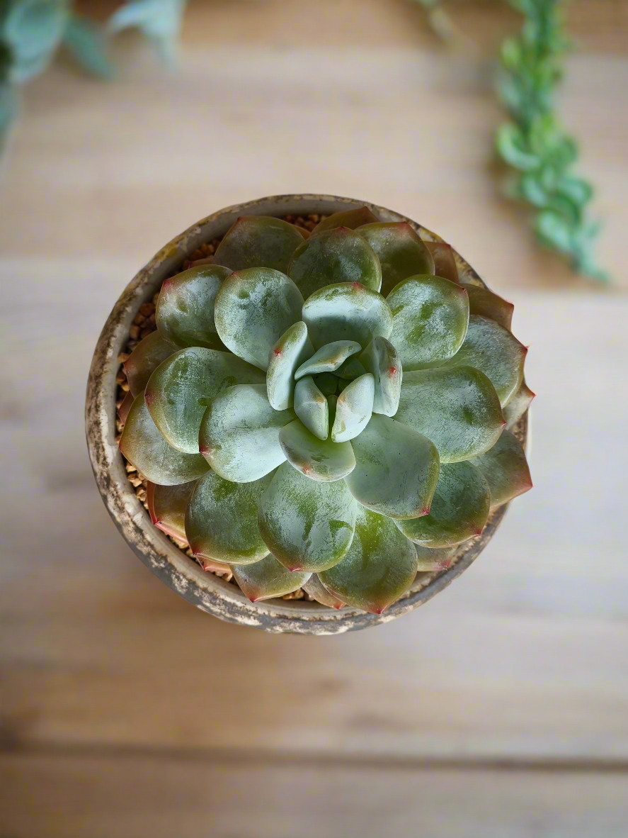 Succulent Moonlit Bloom Pot – Desert Gold with Echeveria Orange Monroe