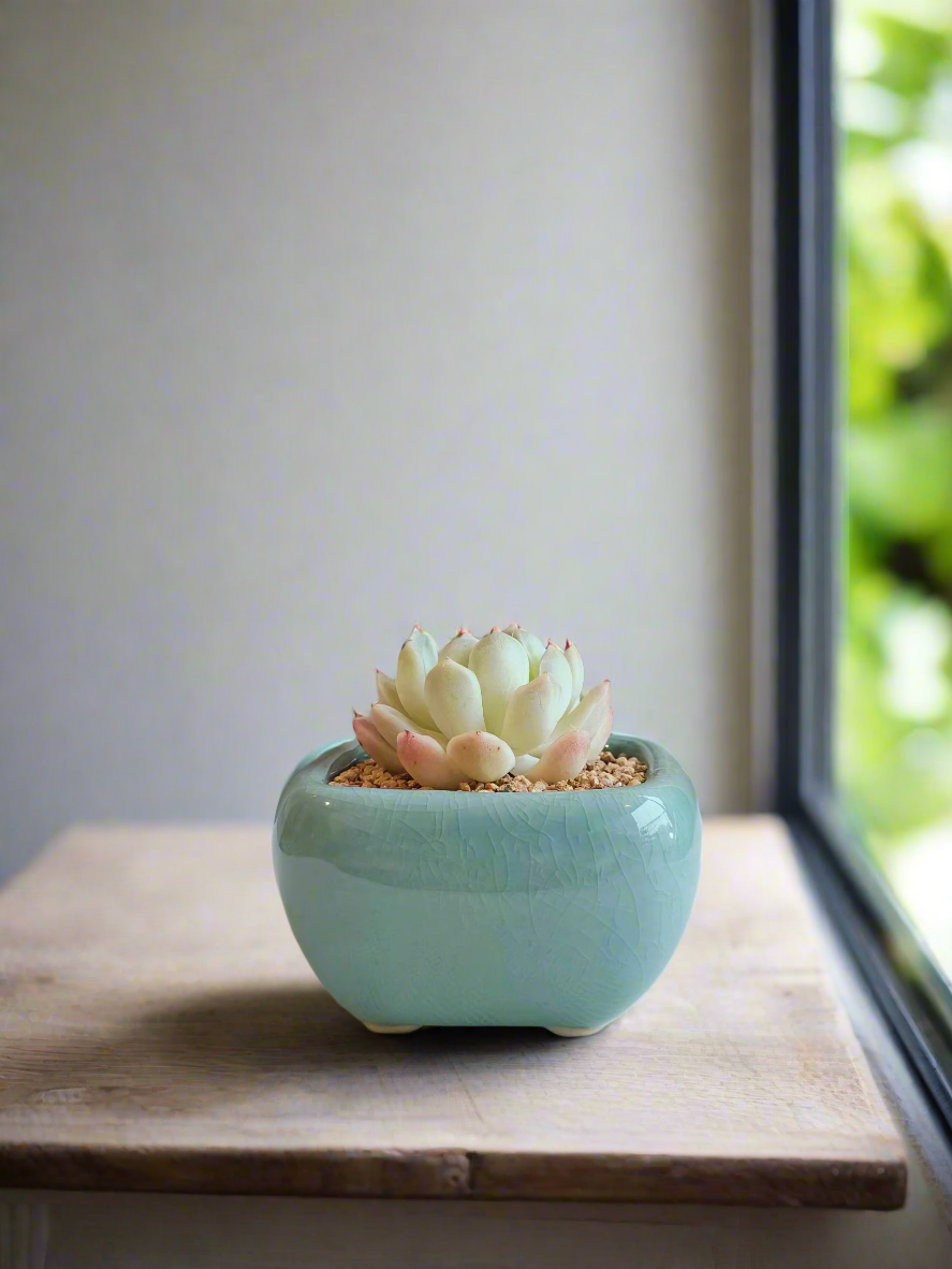 Succulent Zen Square Turquoise Pot – Echeveria Elegans