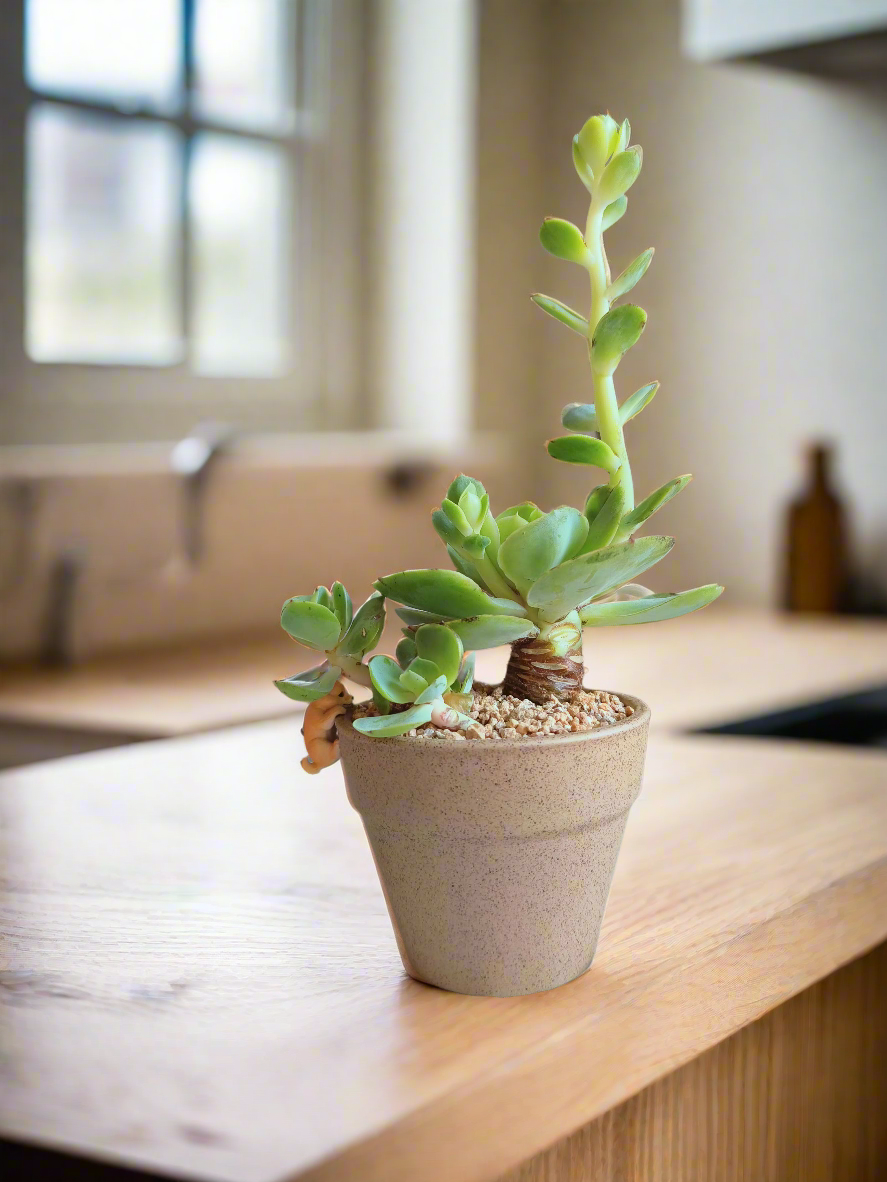 Bright and vibrant Echeveria Peach Pride in a khaki speckled pot.