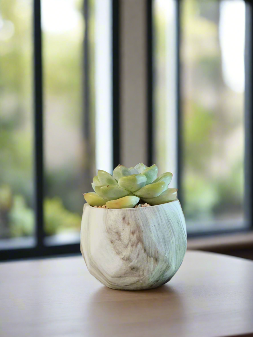 Succulent Classic Marble Green Pot – Echeveria Ice Green - SlowBloomGreens