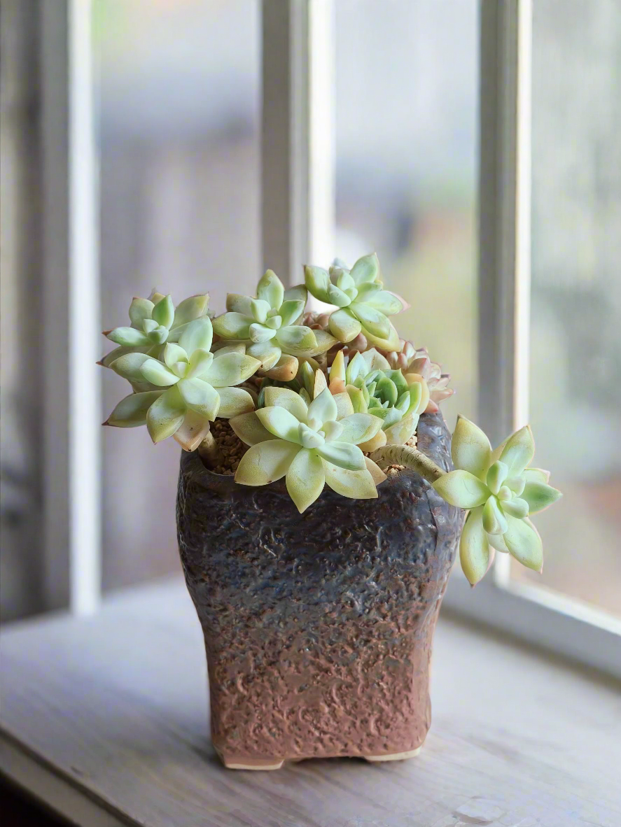 Succulent Rustic Floral Embossed Pot – Graptoselum Bronze, Fanfare 'Lovely Rose,' and Sedeveria Hummelii