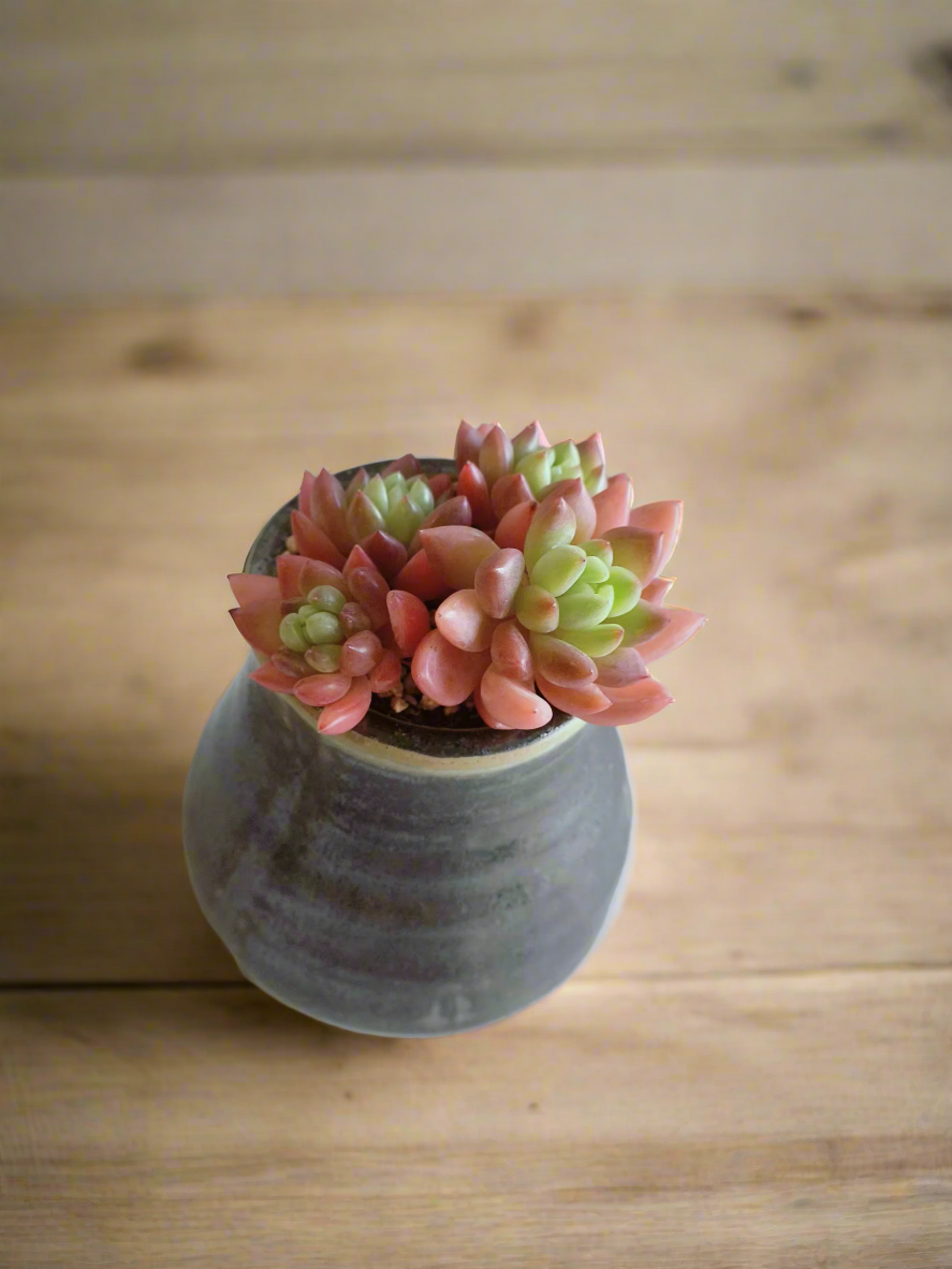 Succulent Rustic Pot Glow Grey - Echeveria 'Ruby Donna