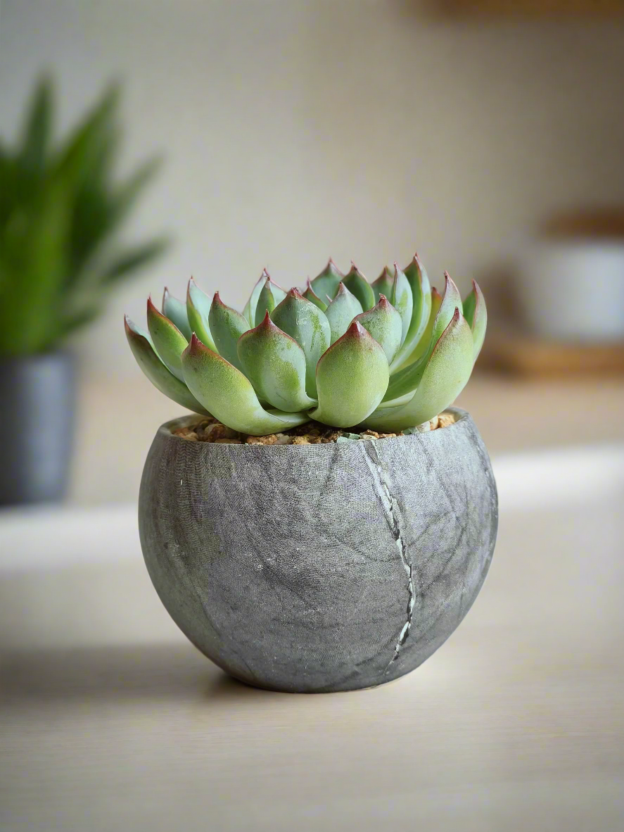 Succulent Elegant Round Dark Grey – Echevaria Pulidonis