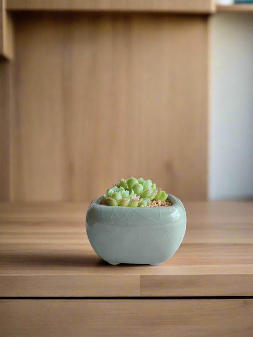 Succulent Zen Square Pastel Green Pot – Echeveria Elegans - SlowBloomGreens