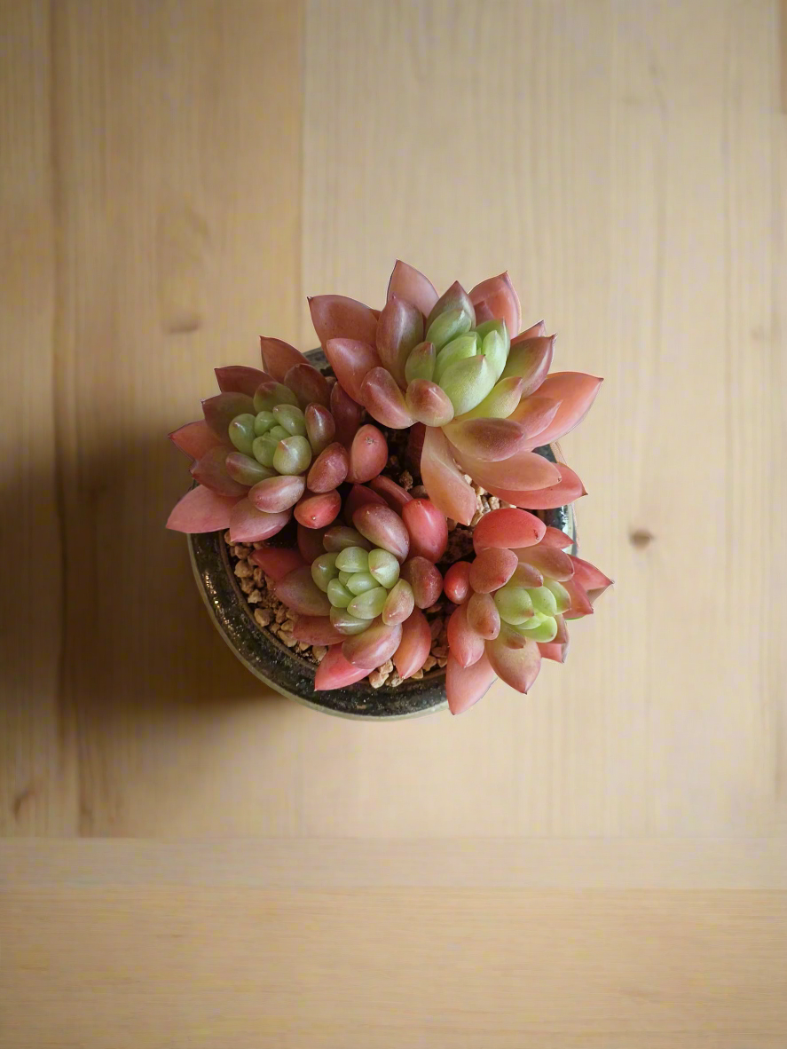 Succulent Rustic Pot Glow Grey - Echeveria 'Ruby Donna