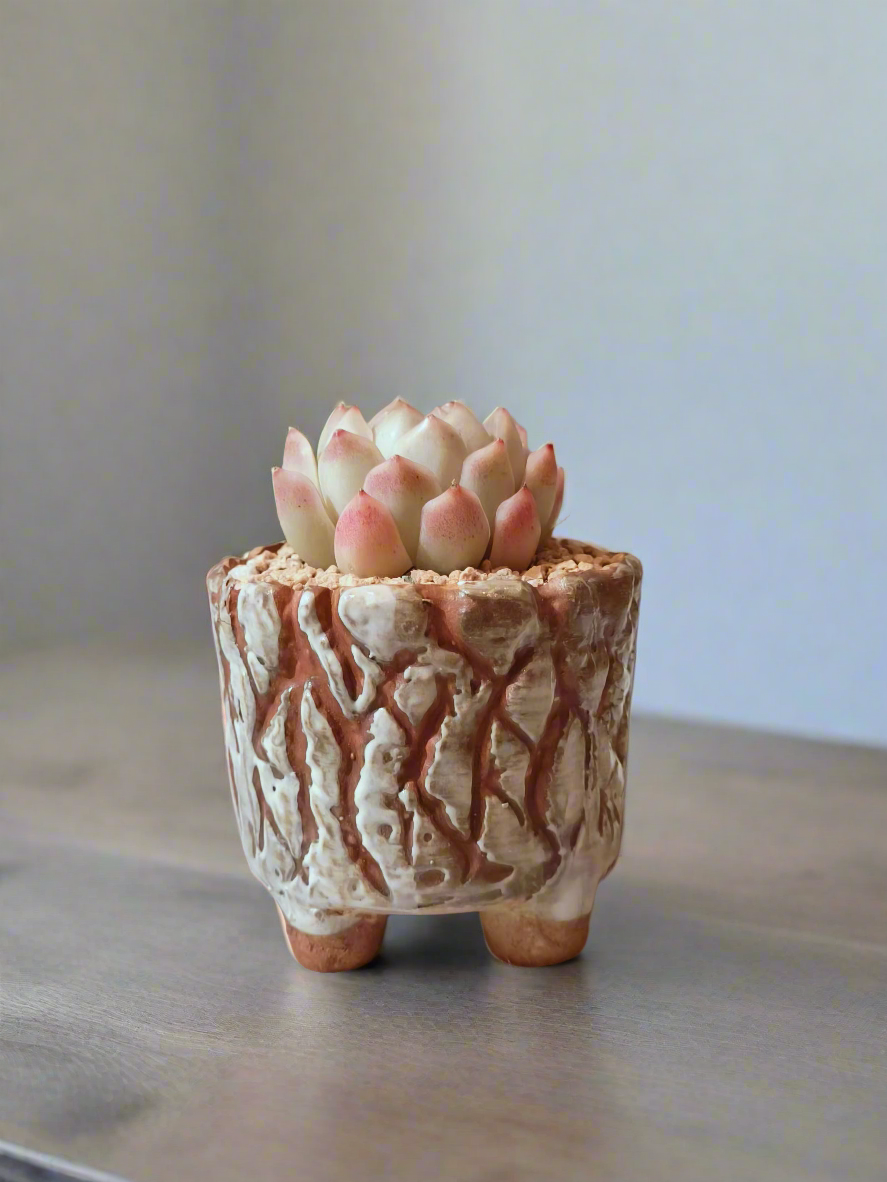 Succulent Rustica Ceramic White – Echeveria Raspberry Ice