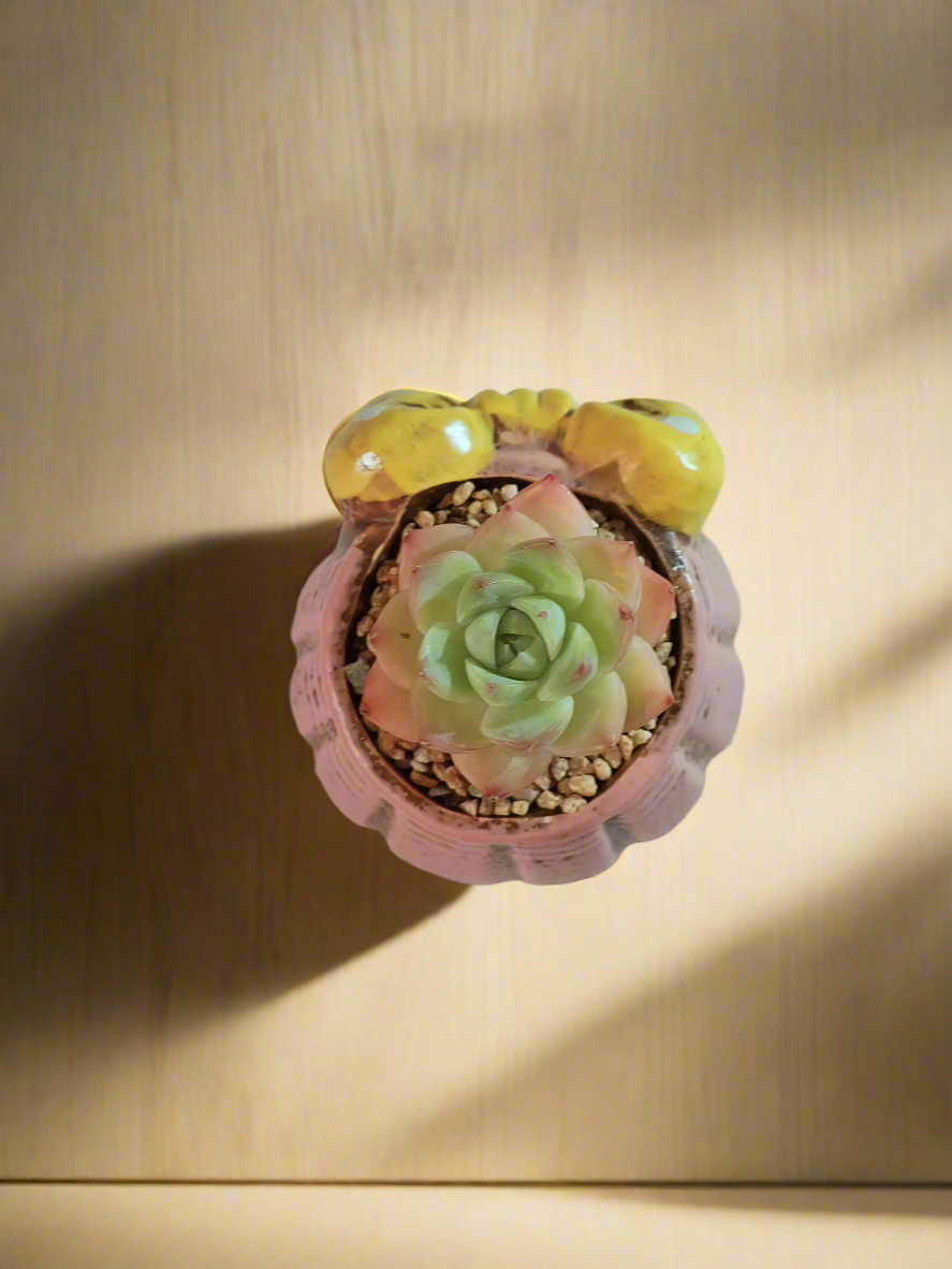 Succulent Ceramic Round Bow Pink – Echeveria Suryeon