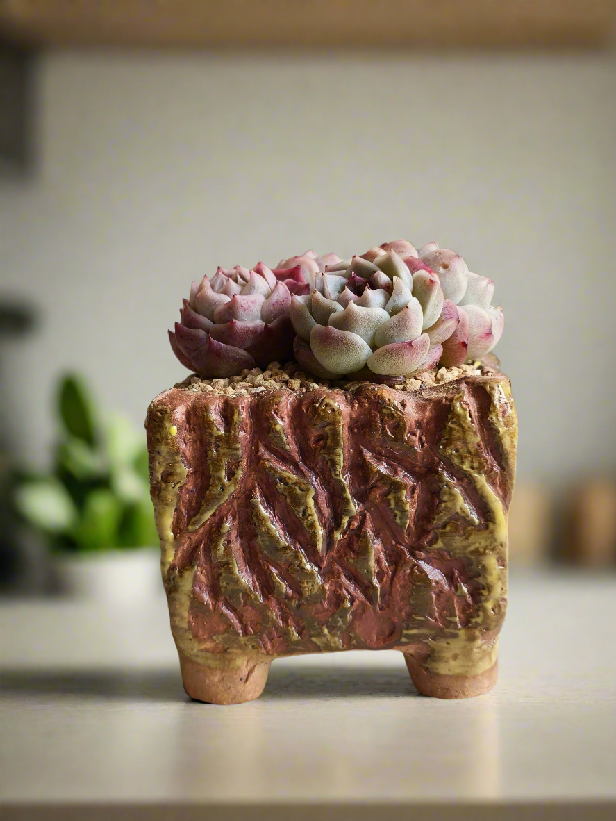 Succulent Rustica Ceramic Yellow-Brown – Echeveria 'Red Velvet'