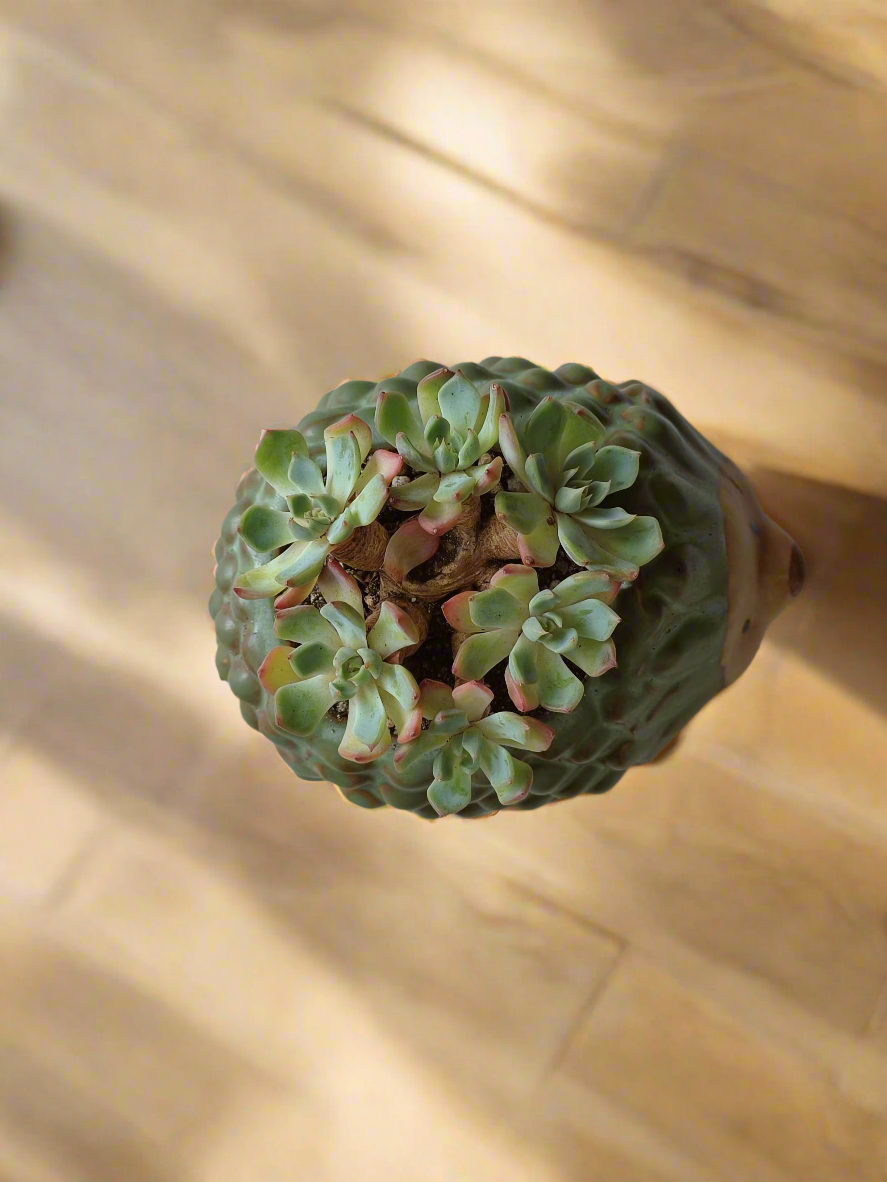 Playful arrangement of Echeveria Elegans in hedgehog shape