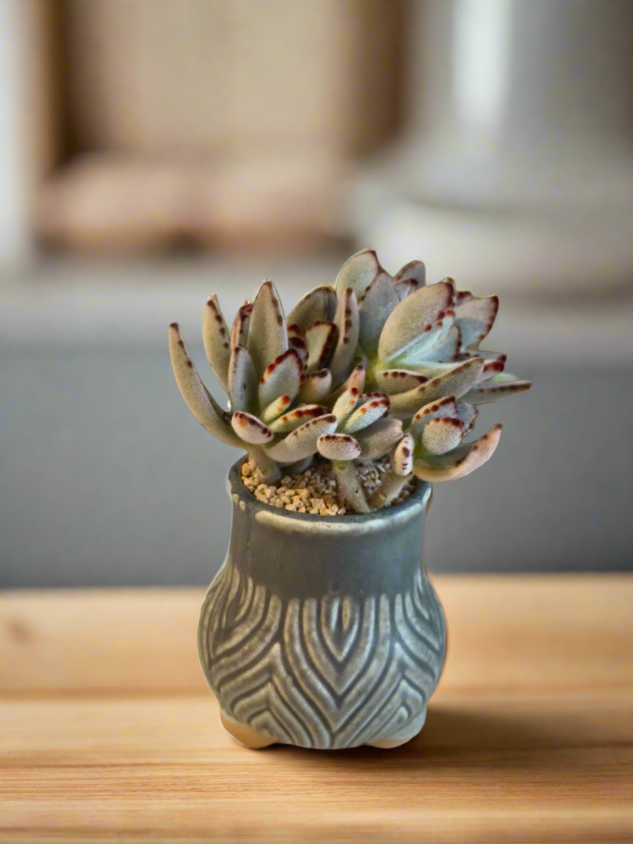 Succulent Rustic Pot Ash – Kalanchoe tomentosa ‘Chocolate Soldier’