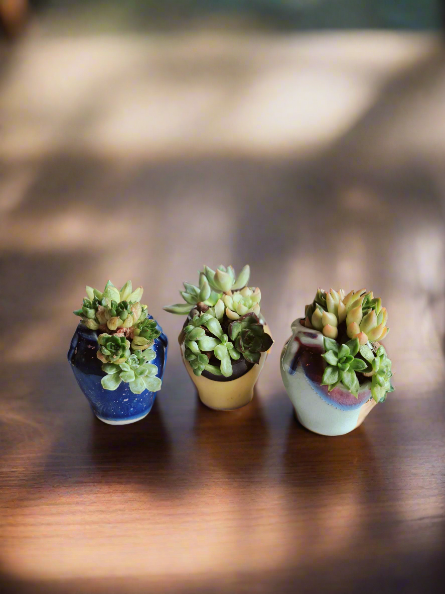 Succulent Sakura Blue - Sedum Lucidum - SlowBloomGreens
