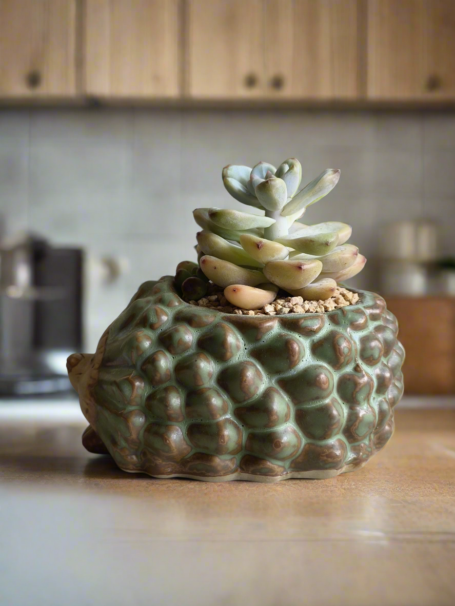 Succulent Hedgehog Pot - Pachyphytum