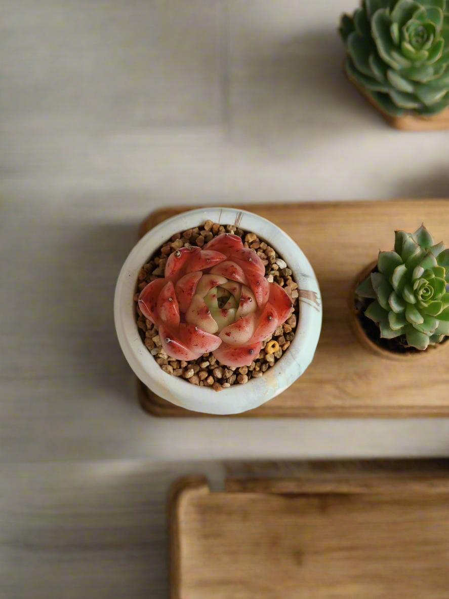 Succulent Mini Round Gold Pot – Echeveria Agavoides 'Romeo' - SlowBloomGreens