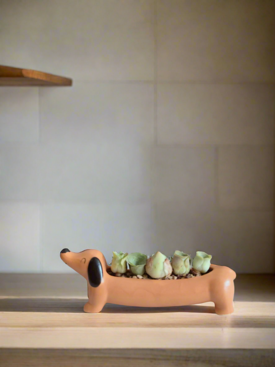 Succulent Daunchund - 5 Mountain Roses 'Greenovia' - SlowBloomGreens