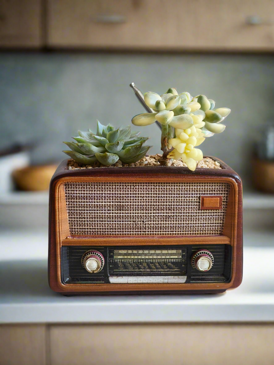 Succulent Retro Radio – Echeveria & Graptoveria Titubans 🎵📻🌿