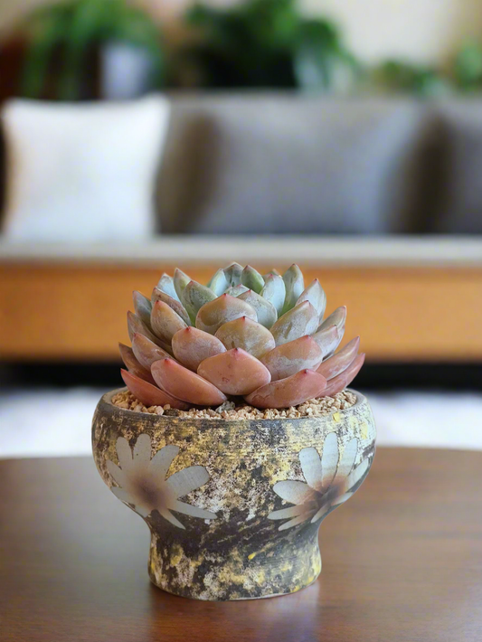 Succulent Moonlit Bloom Pot – Desert Gold with Echeveria Orange Monroe