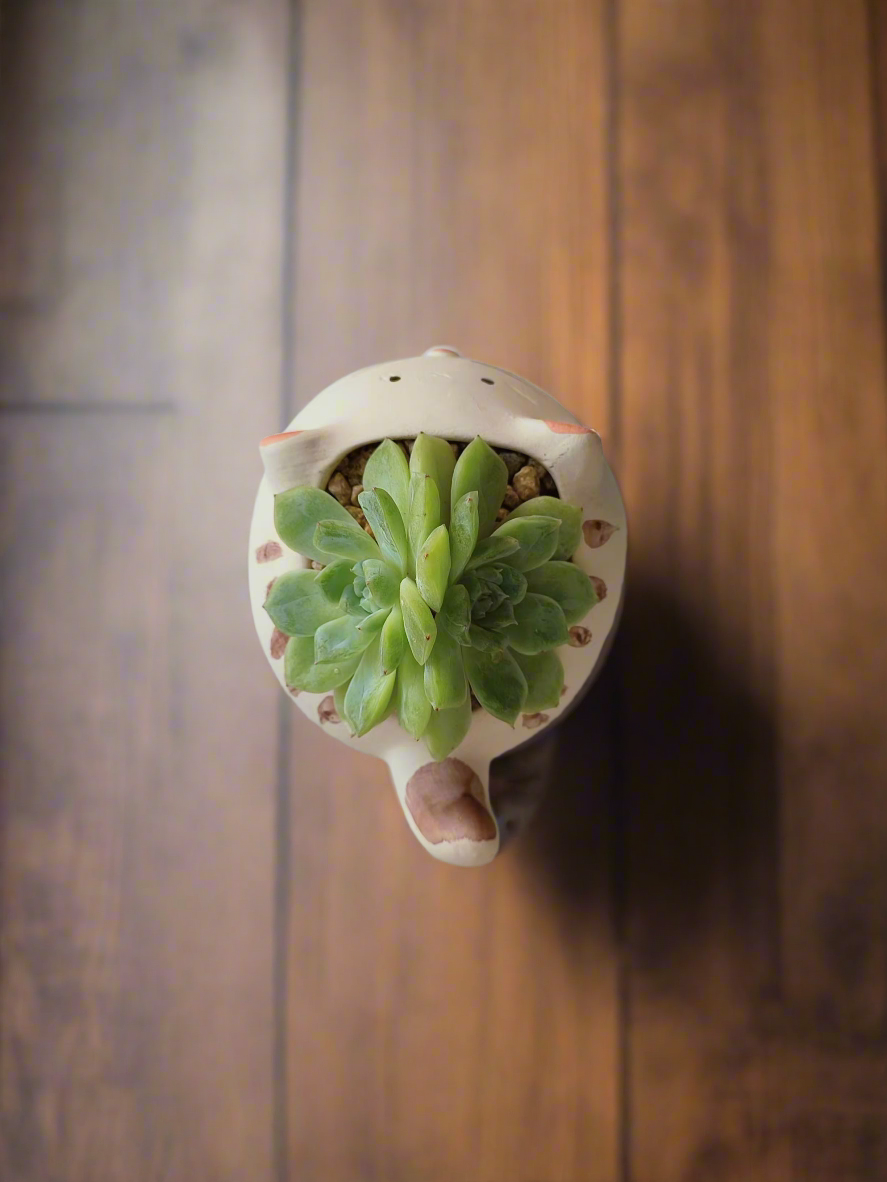 Top view of Succulent Cat Pot - Double-headed Echeveria Cat's Claw