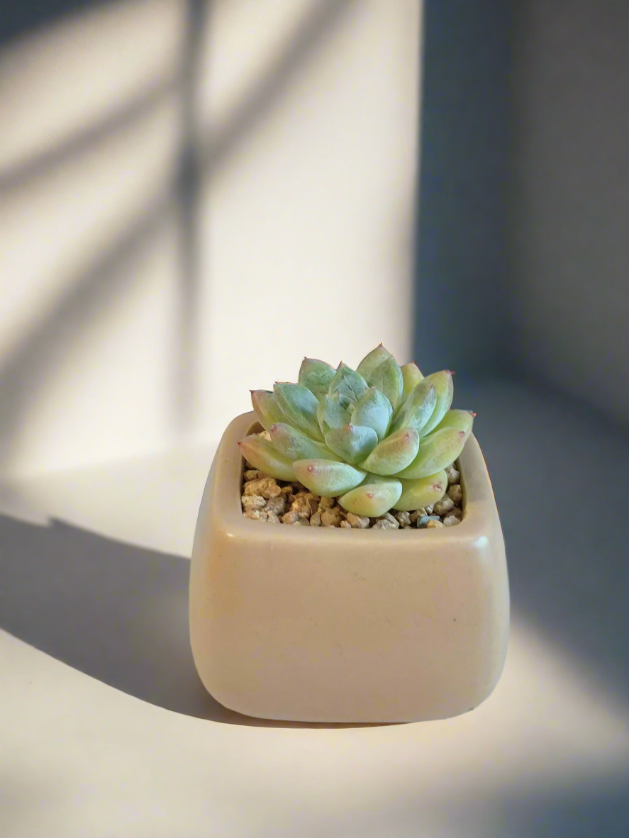 Succulent Serene Square Khaki – Echeveria Agavoides