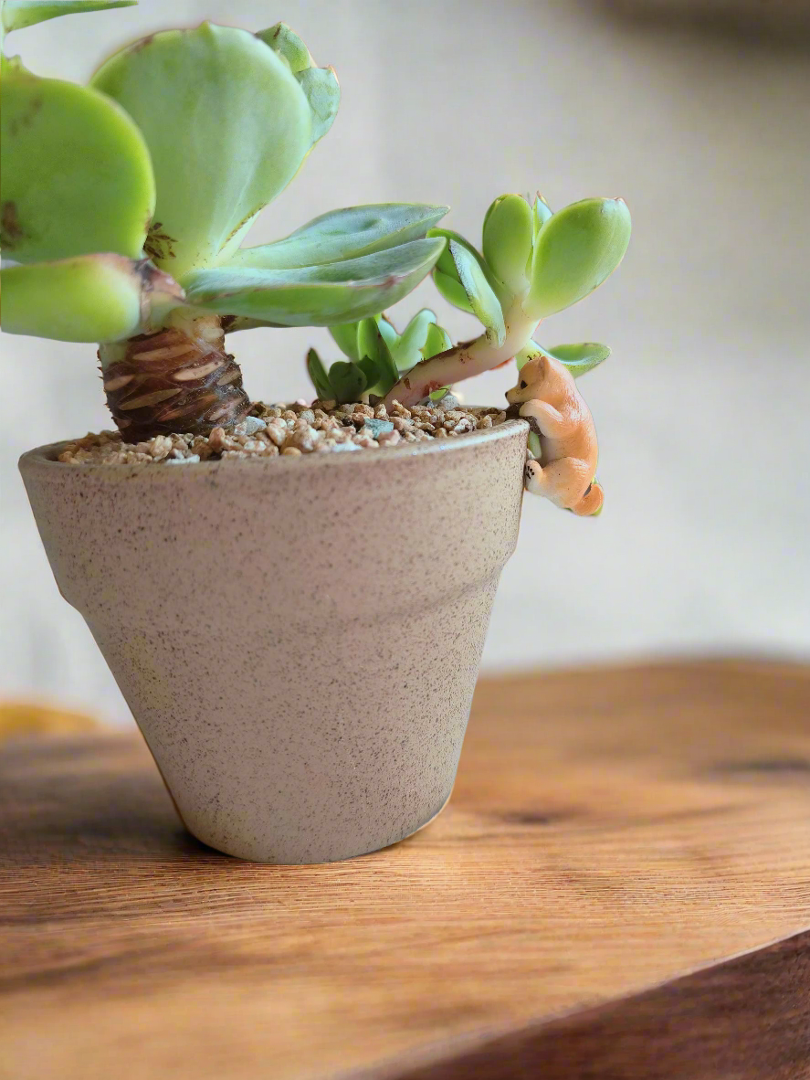 A stylish Succulent Speckled Terracotta Pot featuring Echeveria Peach Pride.