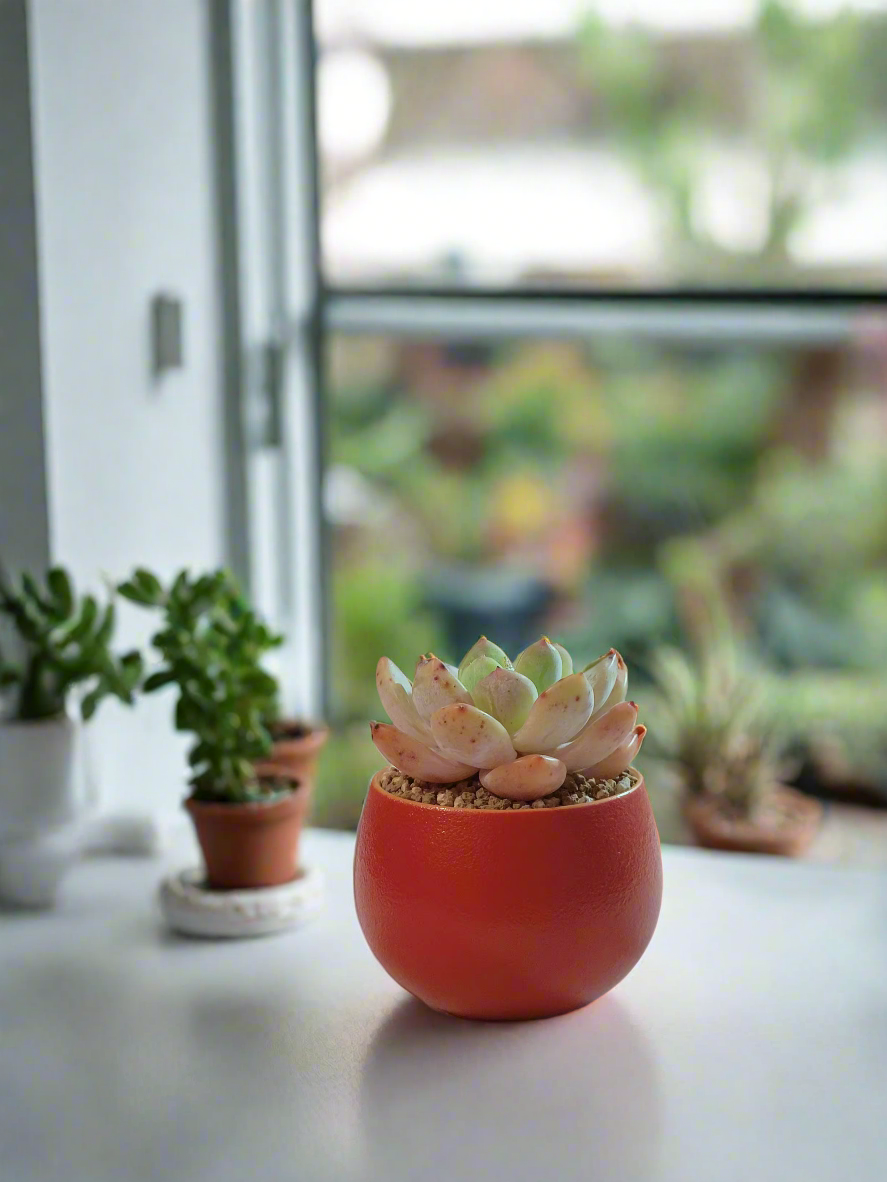 Succulent Auspicious Grace Pot - Tiscalatengo Gorge Sedum