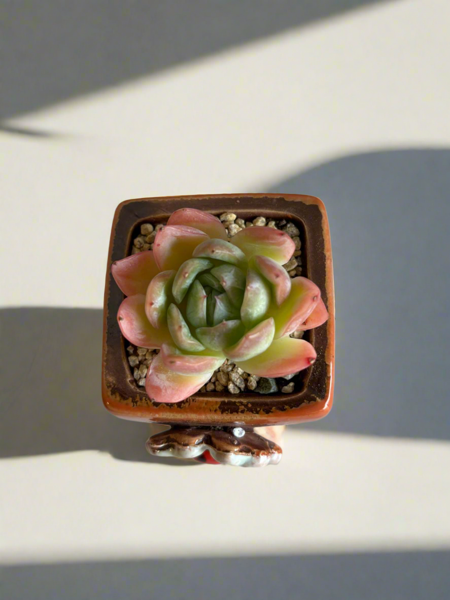 Succulent Ceramic Square Flowerpot Orange – Echeveria Suryeon