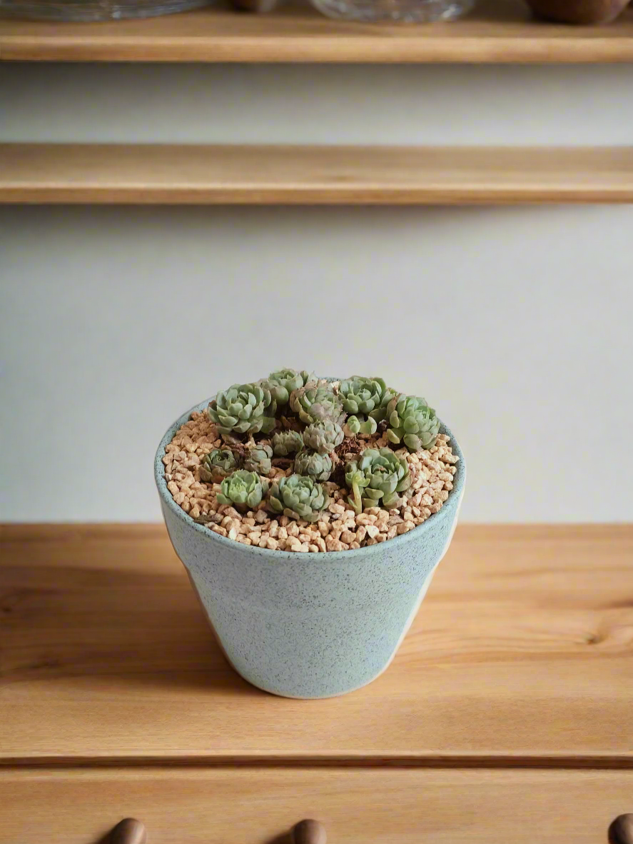 Succulent Speckled Terracotta Pot Blue - Miniature Echeveria