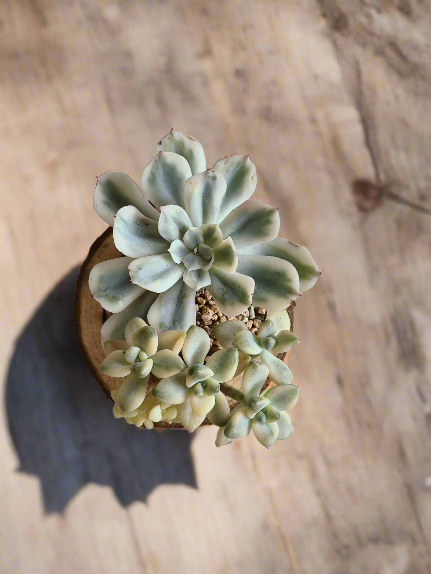Succulent Natural Wood Pot - Graptoveria 'Titubans' & Echeveria Lenore Dean - SlowBloomGreens