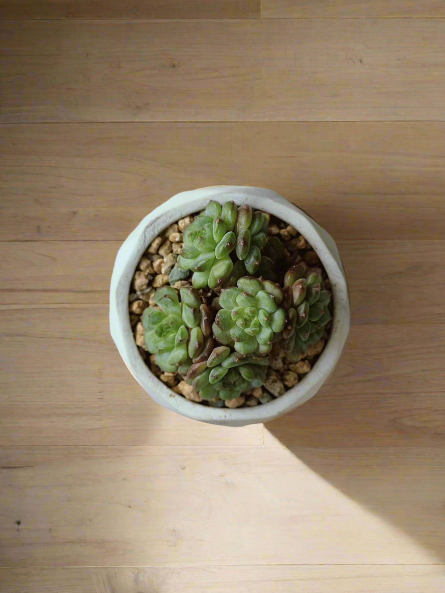 Natural setting featuring the Succulent Harmony Ash Pot – Echeveria Minima in a cozy home.